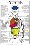 Harmful Effects of Cocaine Chart